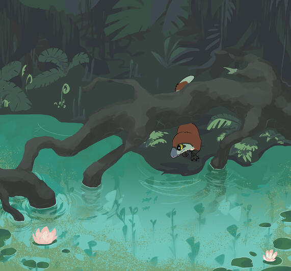 frip at the swamp